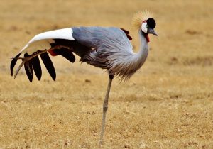 gray-crowned-crane-Tanzanie