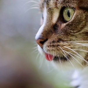 Votre chat est stressé et perd ses poils, que faire ?