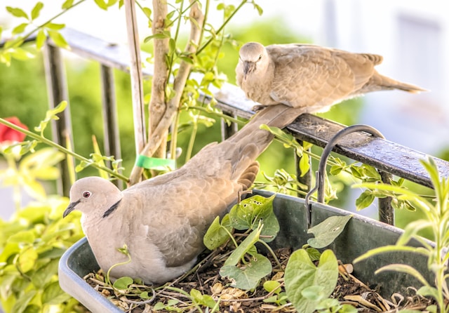 attirer les oiseaux