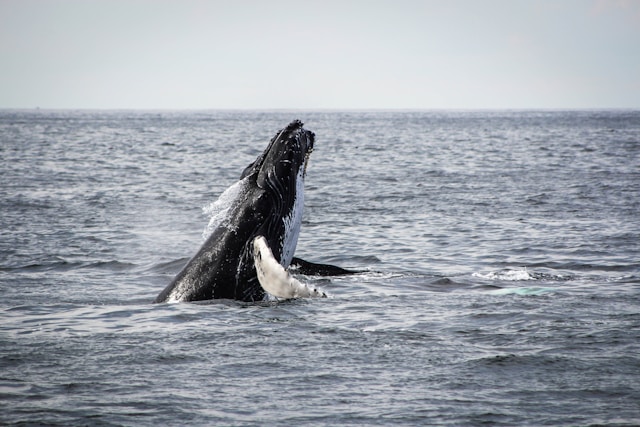 Les animaux marins les plus étonnants : découvrez des espèces fascinantes