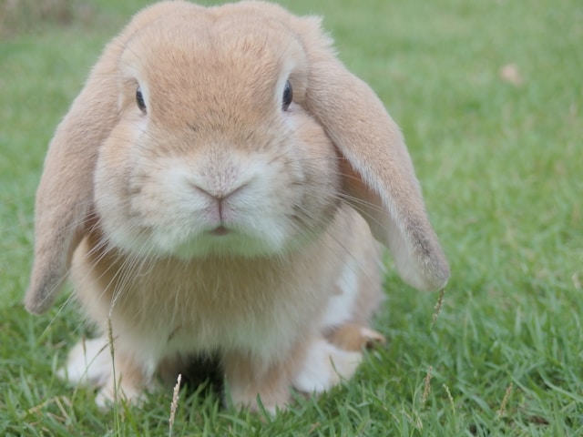 Tout ce que vous devez savoir avant d’adopter un lapin