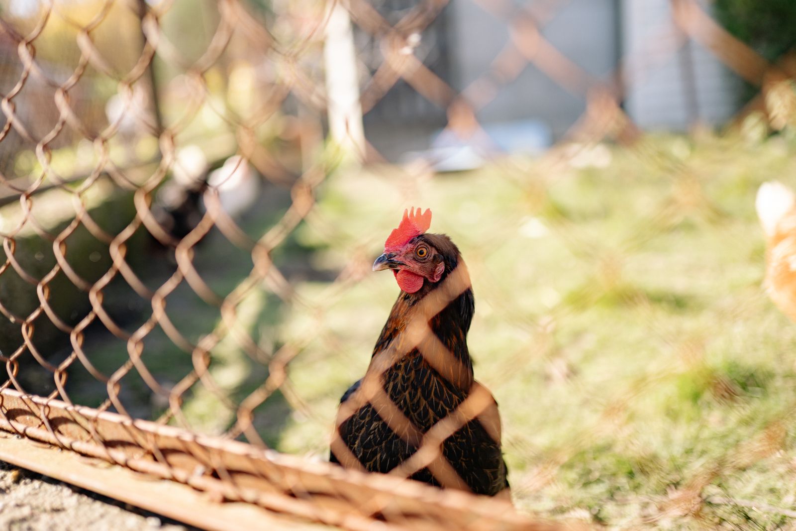 Vie des animaux à la ferme : quel rôle joue l’éleveur dans leur bien-être ?